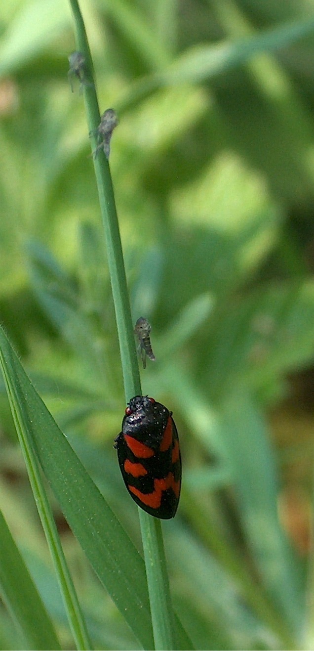 Cercopis vulnerata
